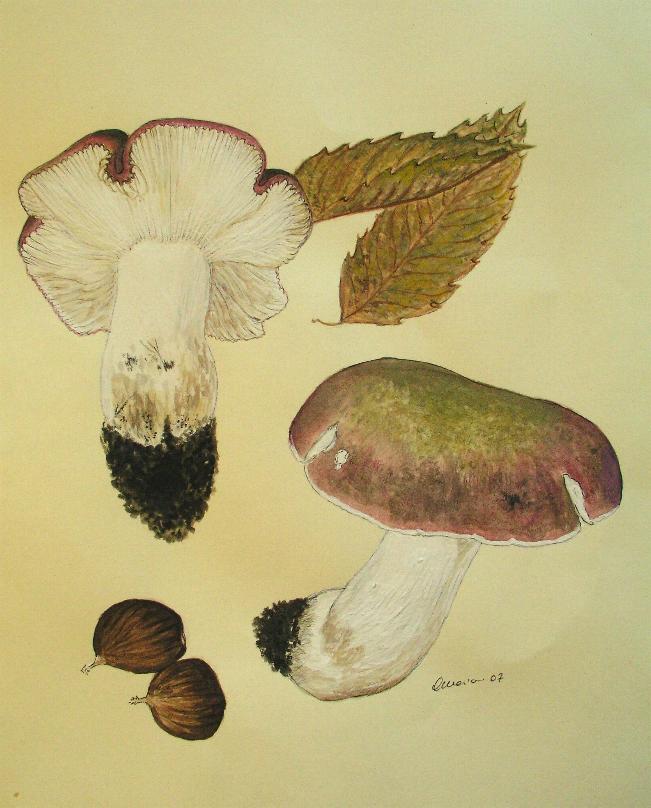 Russula atropurpurea (krombholz) Britzelmayr